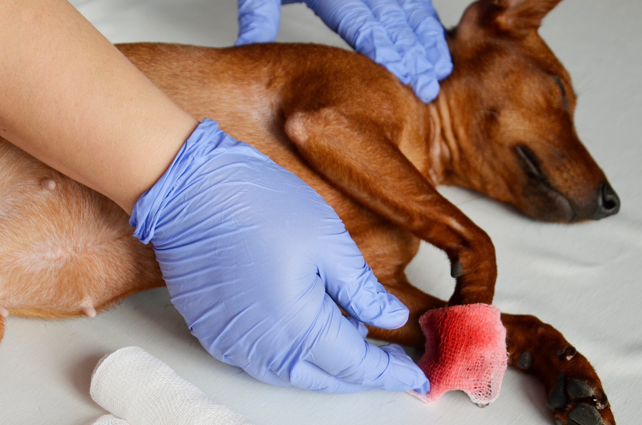 Raleigh Community Animal Hospital