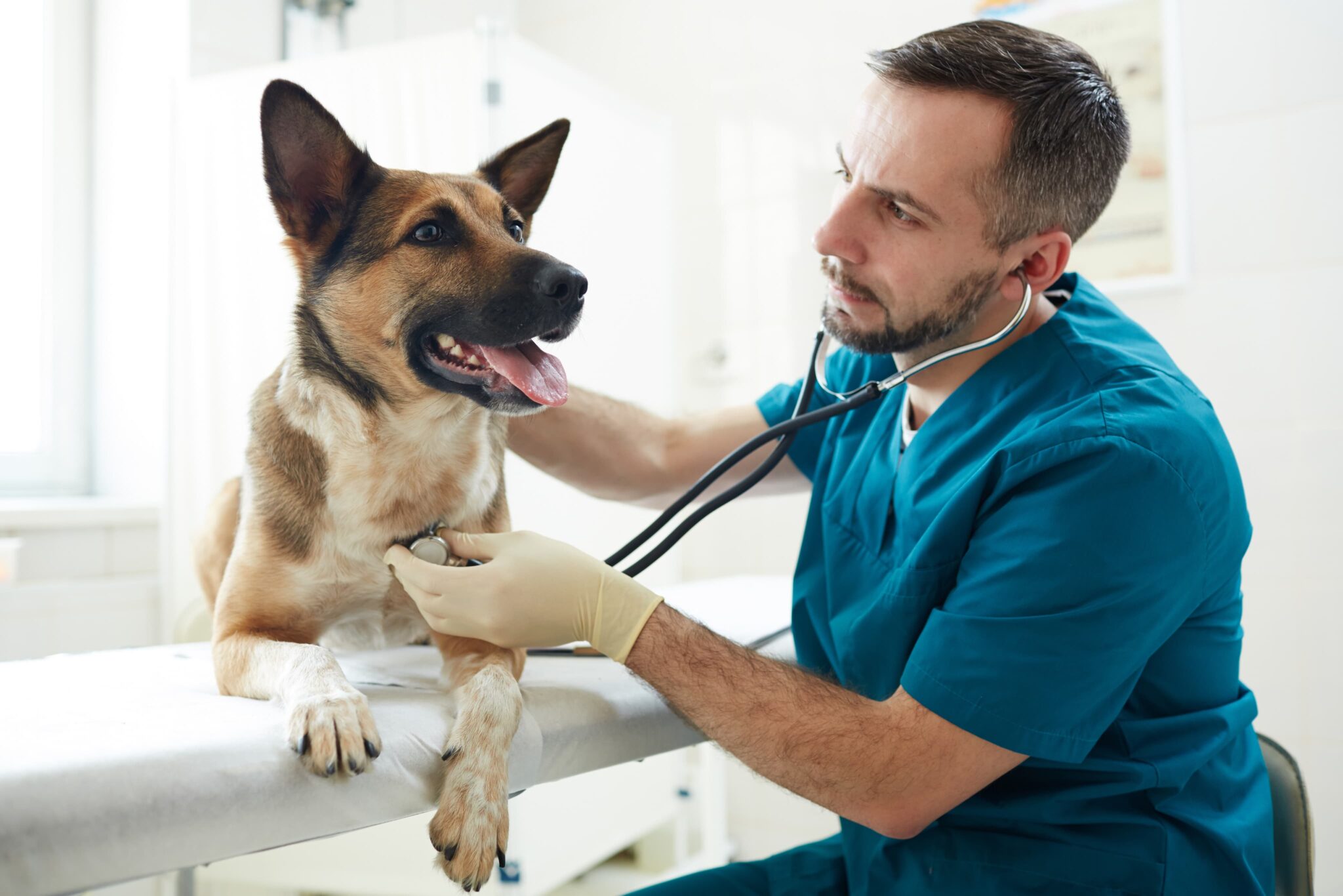 Raleigh Community Animal Hospital