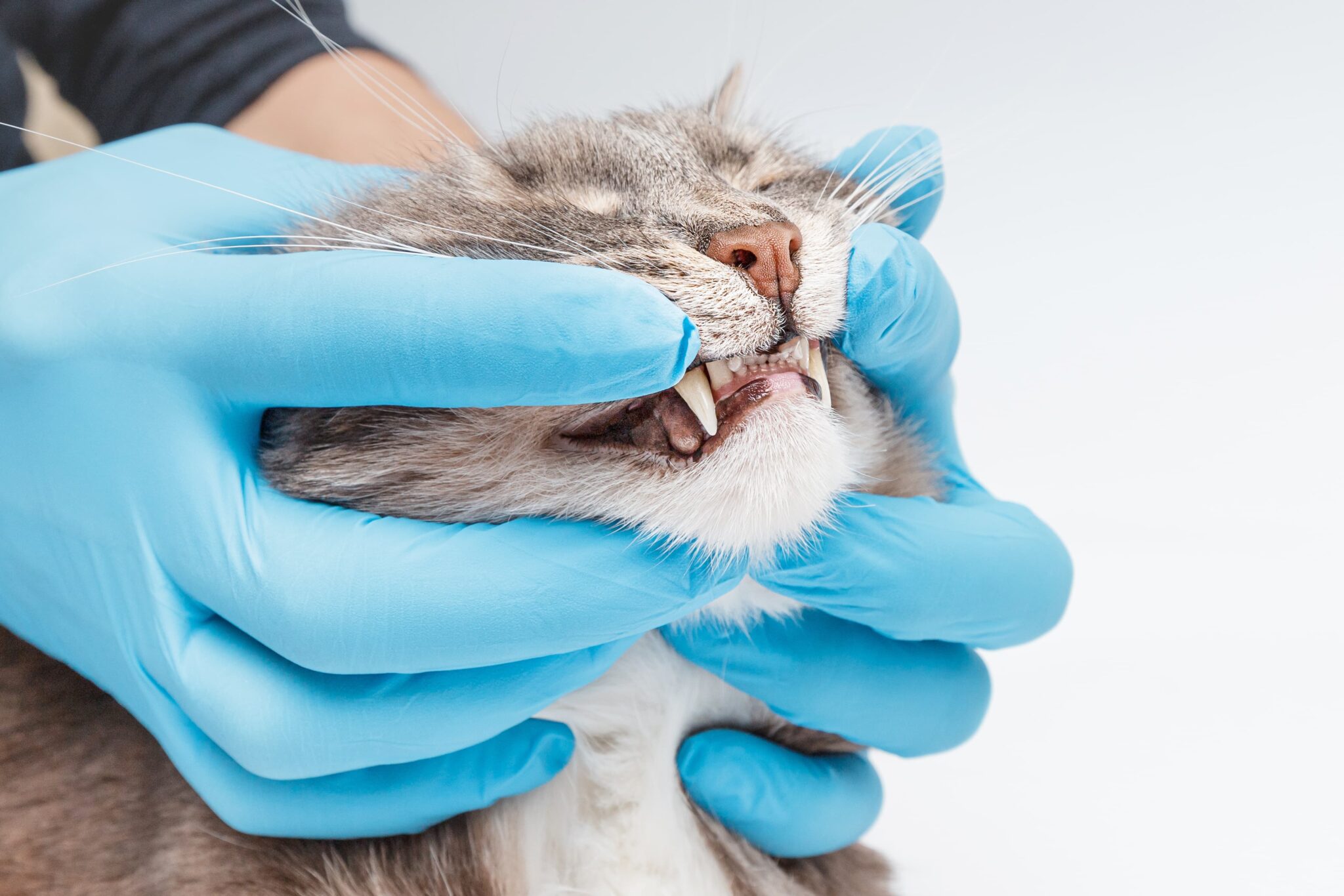 Raleigh Community Animal Hospital