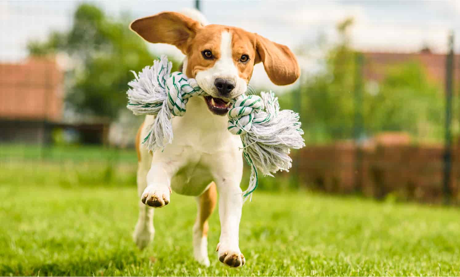 Raleigh Community Animal Hospital
