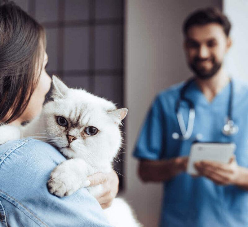 A cat owner talks to vet while cat looks over her shoulder.